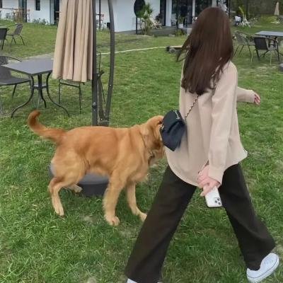 美丽笨女人
